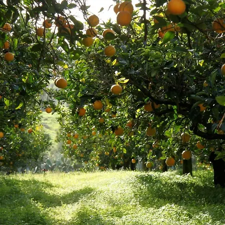 Дом отдыха Antico Baglio Siciliano Балестрате